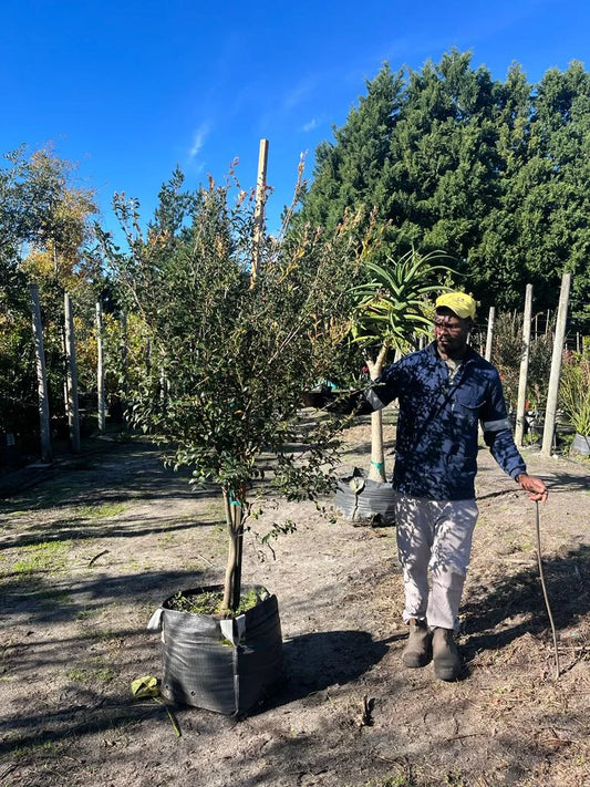 Diospyros whyteana - 70 litre