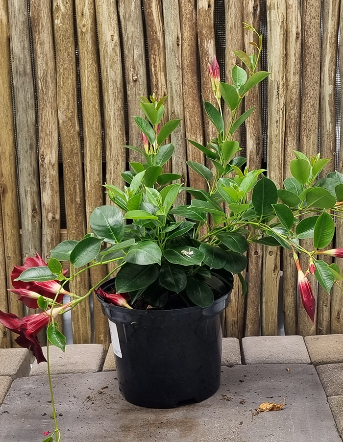 Dipladenia Diamantina Jade Red