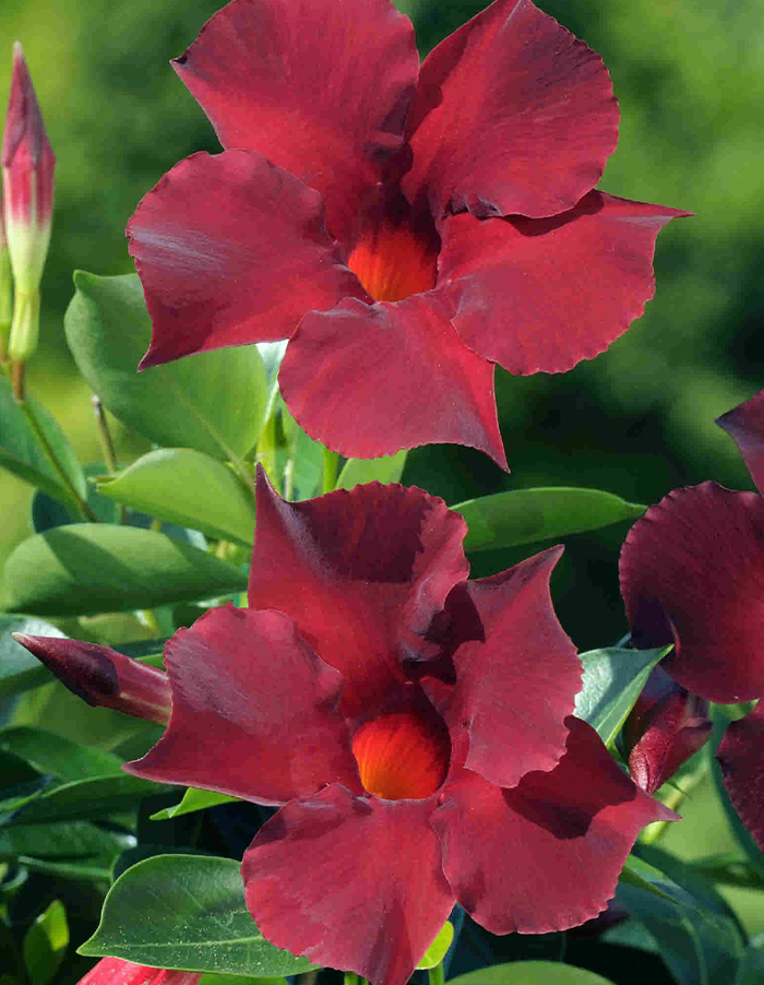 Dipladenia Diamantina Jade Red