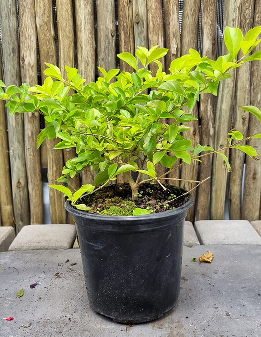 Duranta erecta 'Gold'