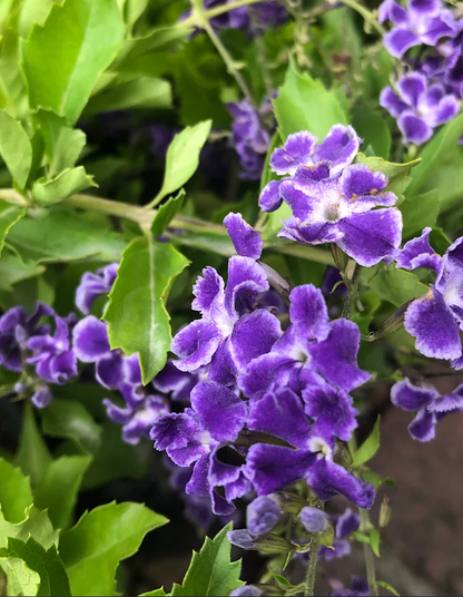 Duranta sapphire showers