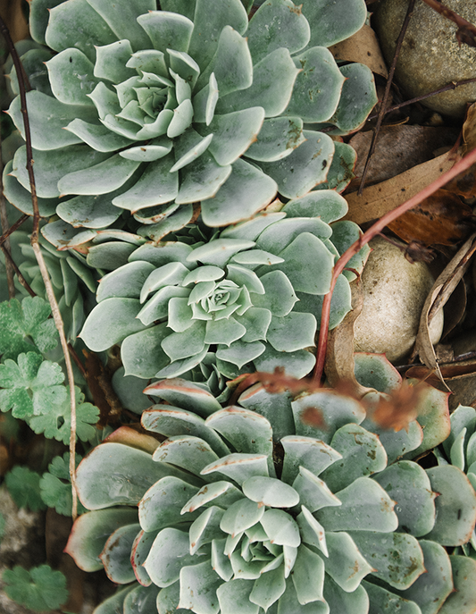 Echeveria 'Canadian'