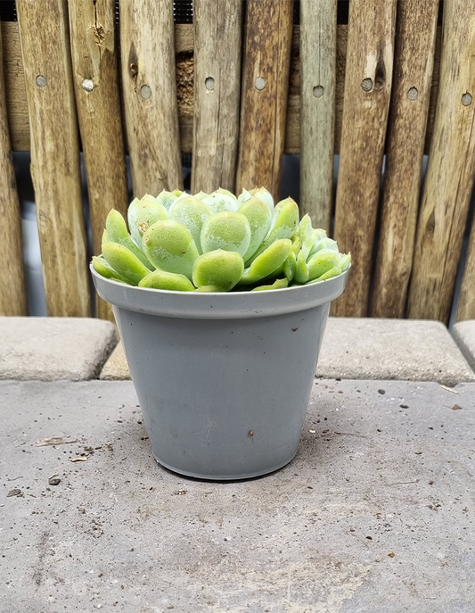 Echeveria 'Elegans'