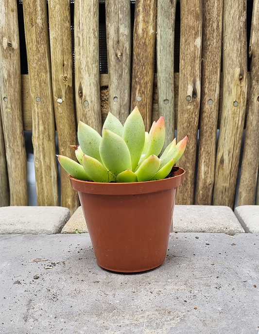 Echeveria agavoides