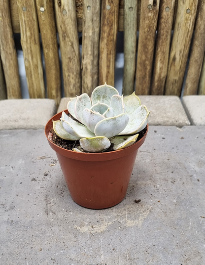 Echeveria lilacina