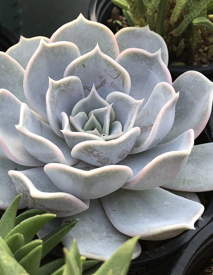 Echeveria lilacina