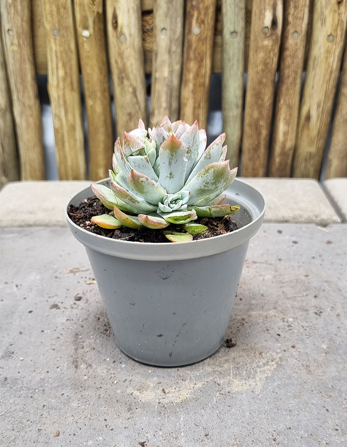 Echeveria peacockii