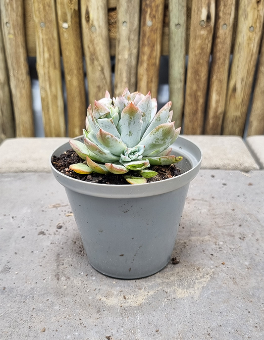 Echeveria peacockii