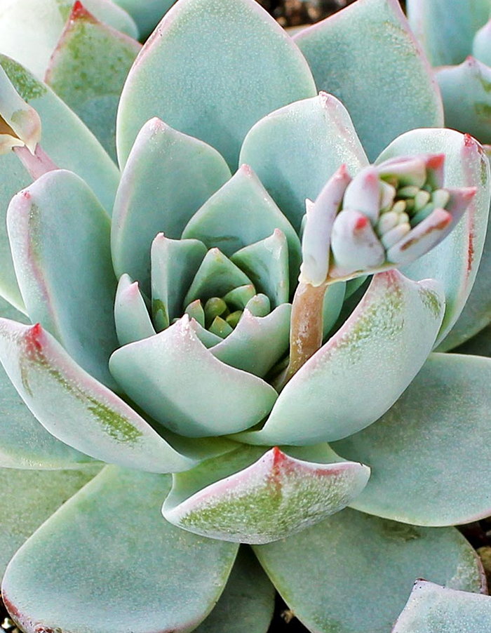 Echeveria peacockii