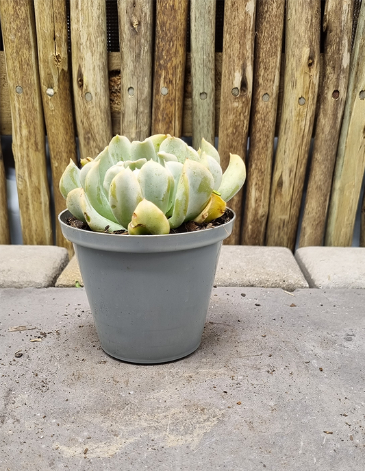 Echeveria ruyonii 'Topsy Turvy'