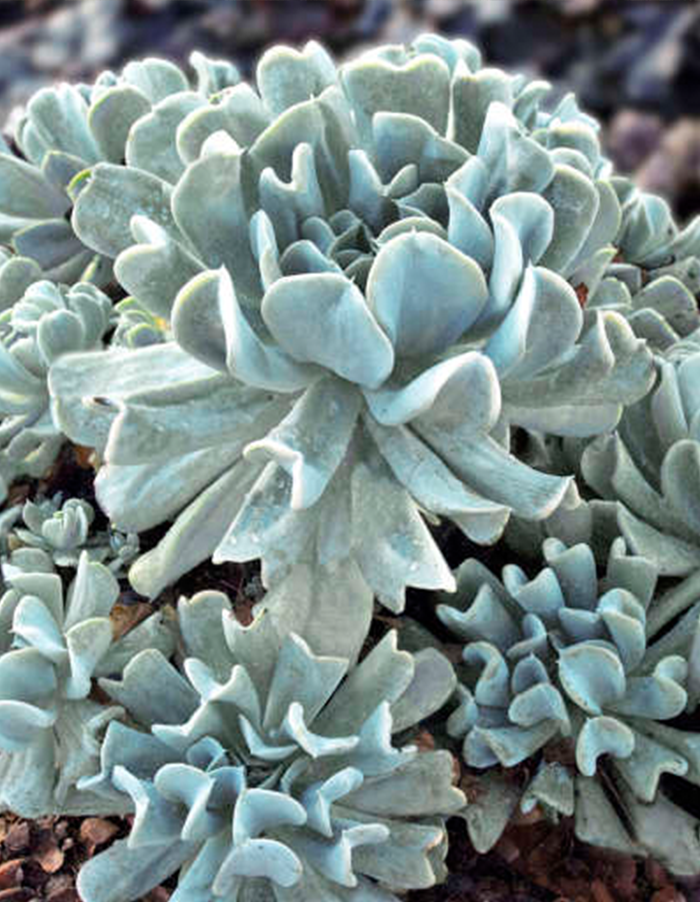 Echeveria ruyonii 'Topsy Turvy'