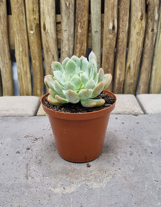 Echeveria x scheideckeri