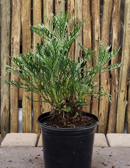 Euryops pectinatus