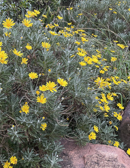 Euryops pectinatus