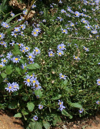 Felicia ameloides