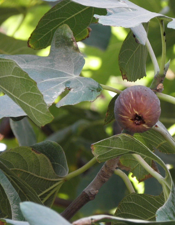 Ficus carica 'Parisian' - 70lt