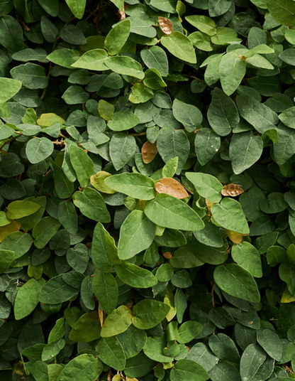 Ficus pumila