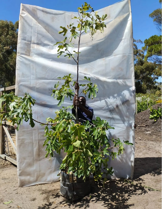 Ficus carica 'Toulouse' - 70lt