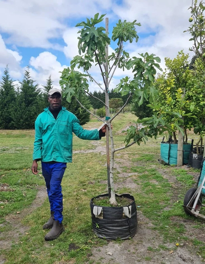 Ficus carica 'White Genoa' - 70 litre