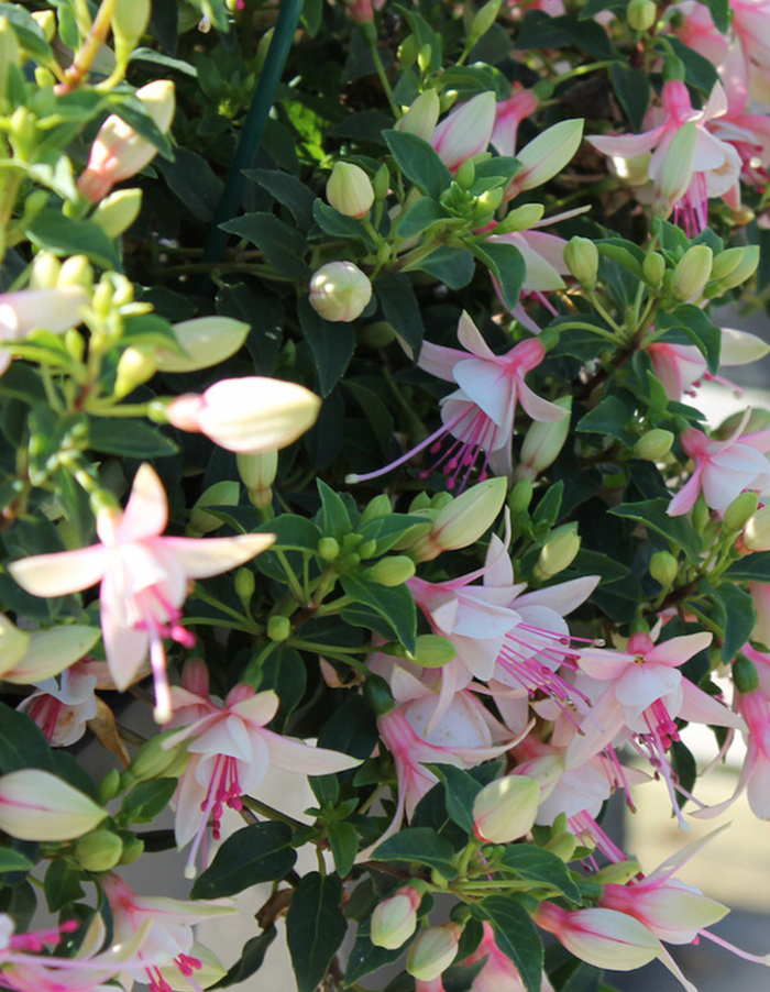 Fuchsia 'Bella Sophia''