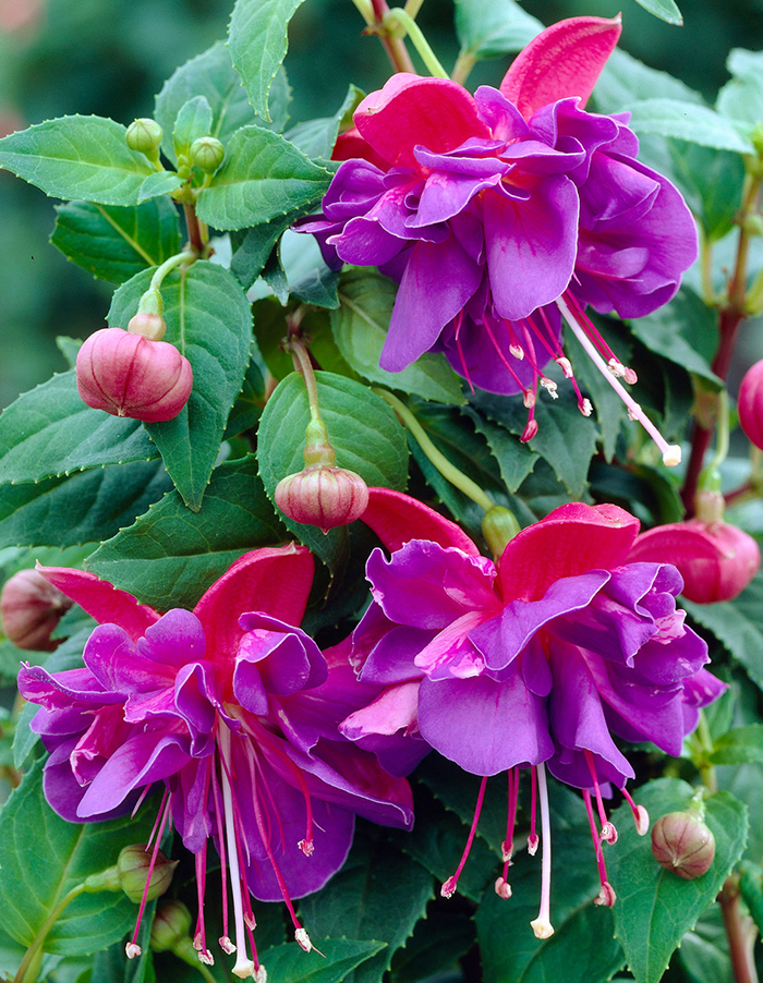 Fuchsia 'Dark Eyes'