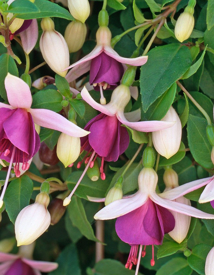 Fuchsia 'La Campanella'