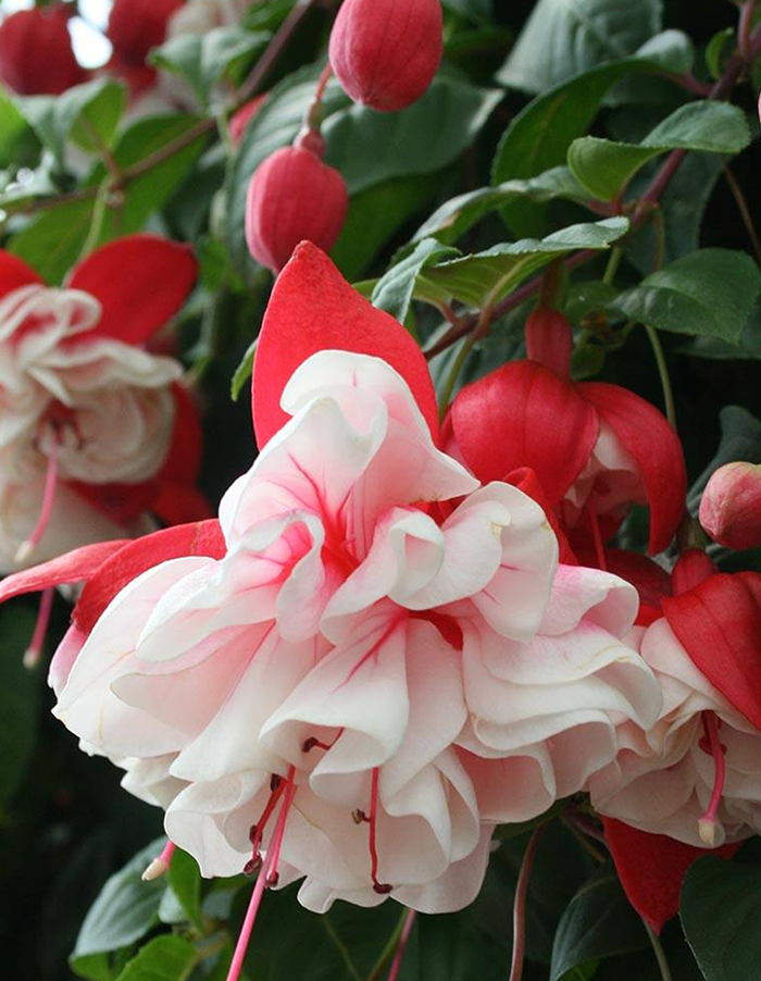 Fuchsia 'Swingtime'