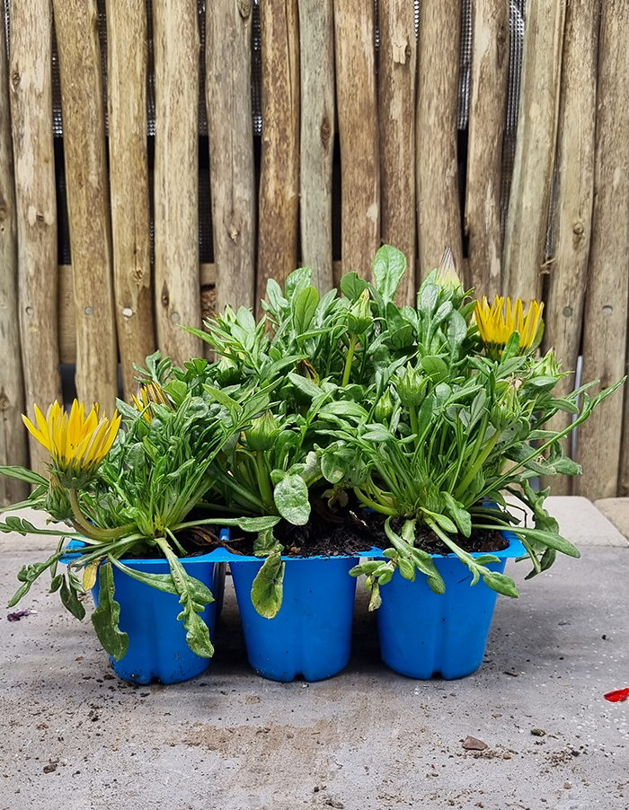 Gazania zany yellow