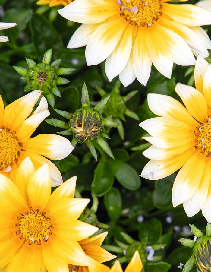 Gazania zany yellow