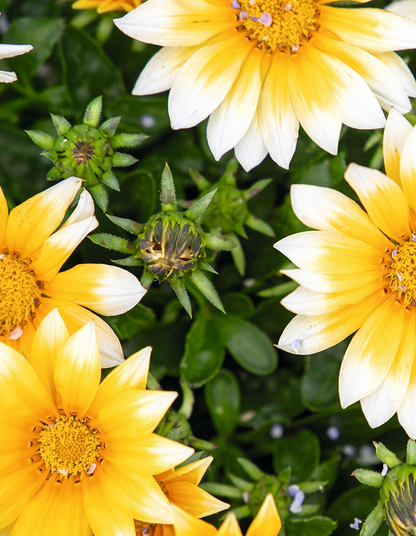Gazania zany yellow
