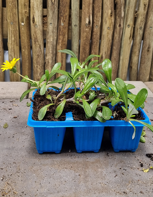 Gazania rigens yellow