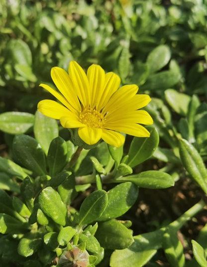 Gazania rigens yellow