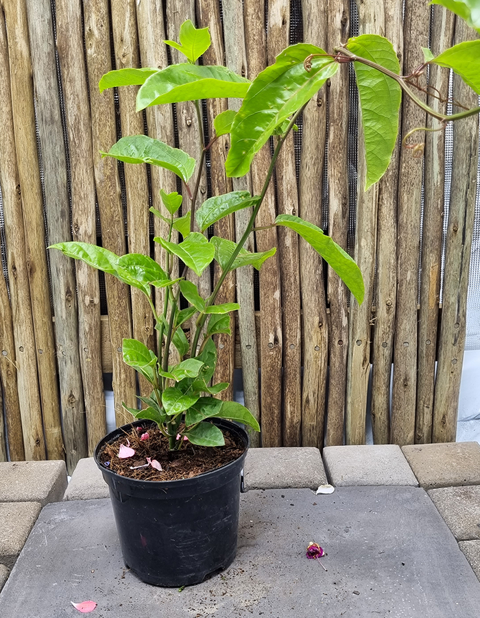 Granadilla (Passiflora edulis)