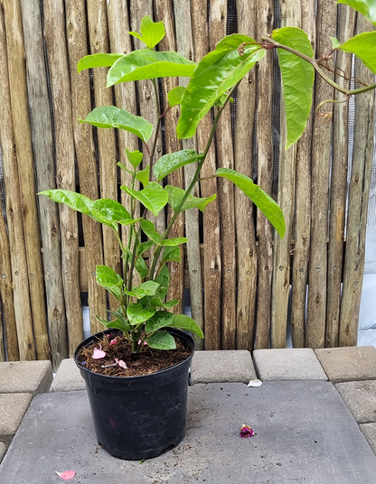 Granadilla (Passiflora edulis)