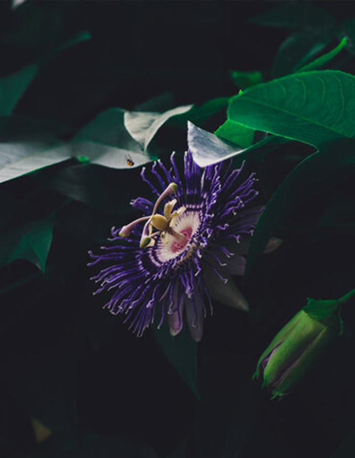 Granadilla (Passiflora edulis)