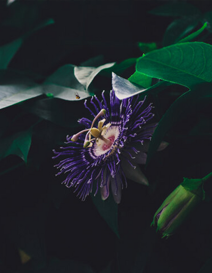 Granadilla (Passiflora edulis)