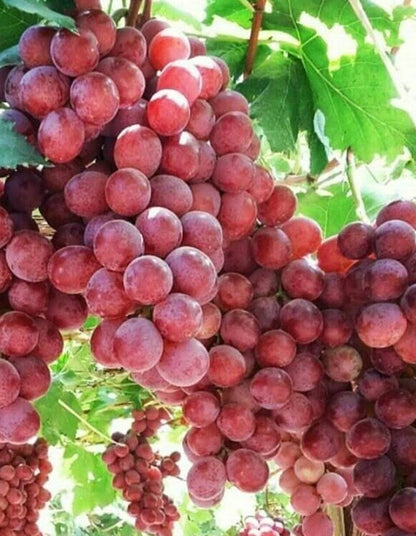 Grape - Red Globe (Vitis vinifera) - 70 litre