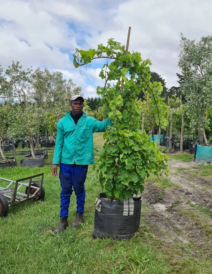 Grape - White Hanepoot (Vitis vinifera) - 70 litre