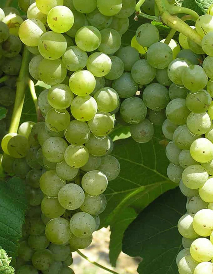 Grape - White Hanepoot (Vitis vinifera) - 70 litre