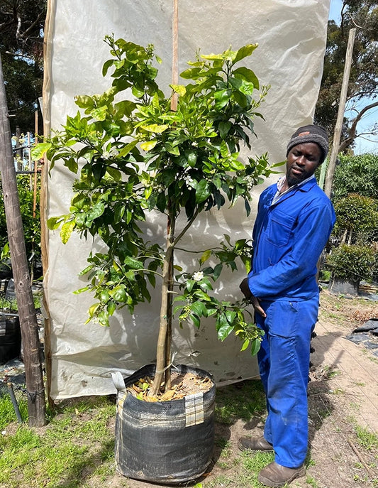 Grapefruit - Star Ruby (pink fruit) - 70 litre