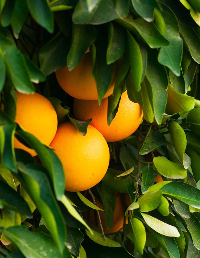 Grapefruit - Star Ruby (pink fruit) - 70 litre