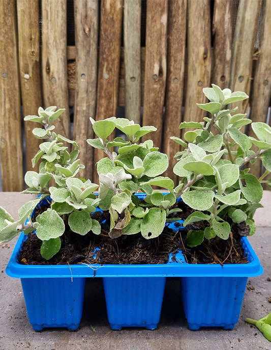 Helichrysum petiolare