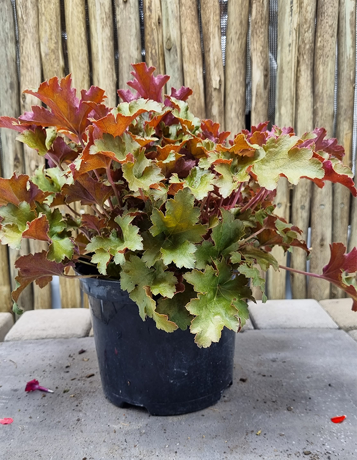 Heuchera 'Amber Waves' PBR