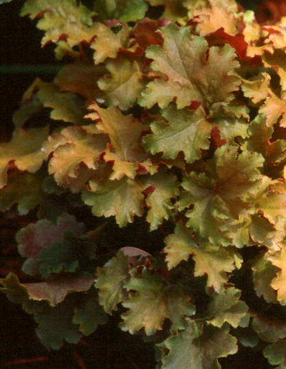 Heuchera 'Amber Waves' PBR