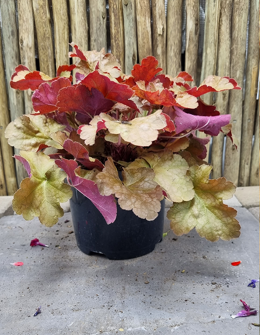 Heuchera 'Peach Melba' PBR