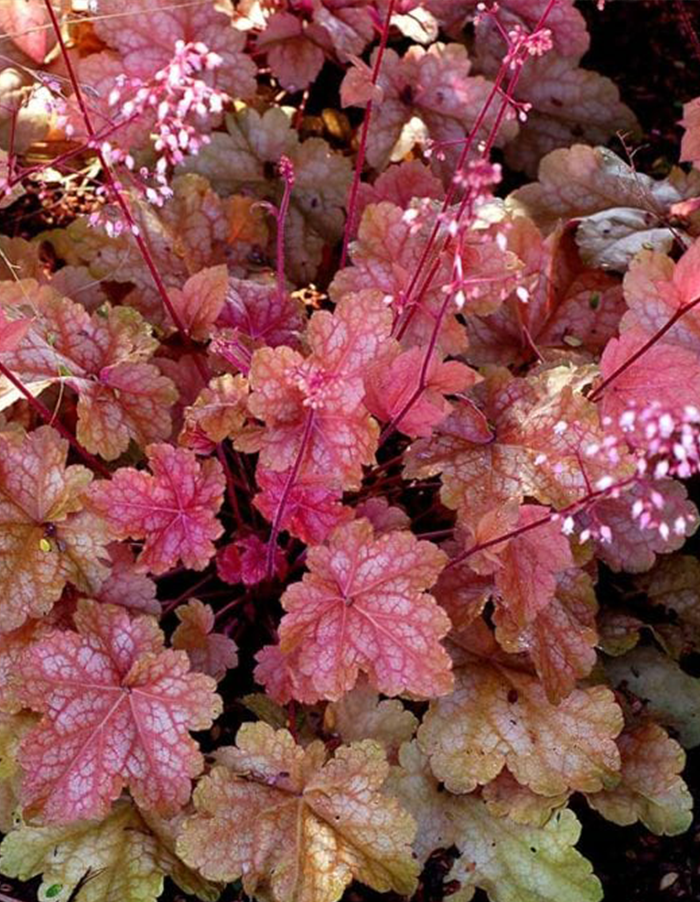 Heuchera 'Peach Melba' PBR