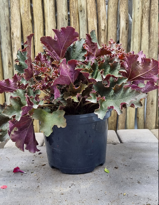 Heuchera 'Purple Petticoats' PBR