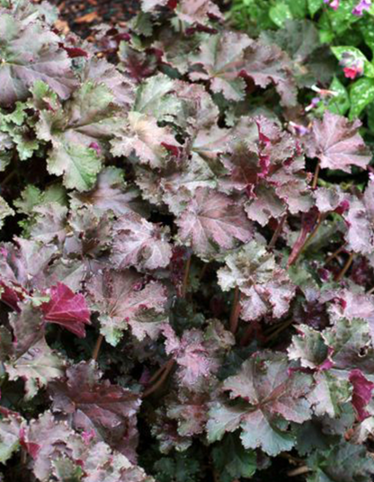 Heuchera 'Purple Petticoats' PBR