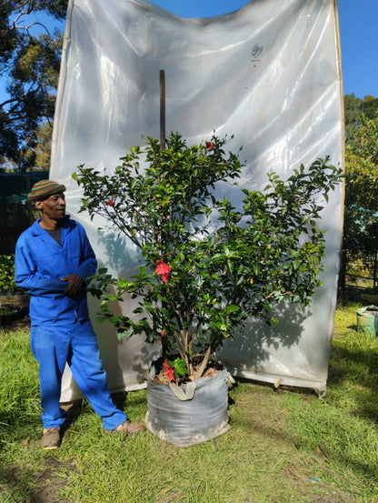 Hibiscus rosa-sinensis 'Brilliant' - 70 litre