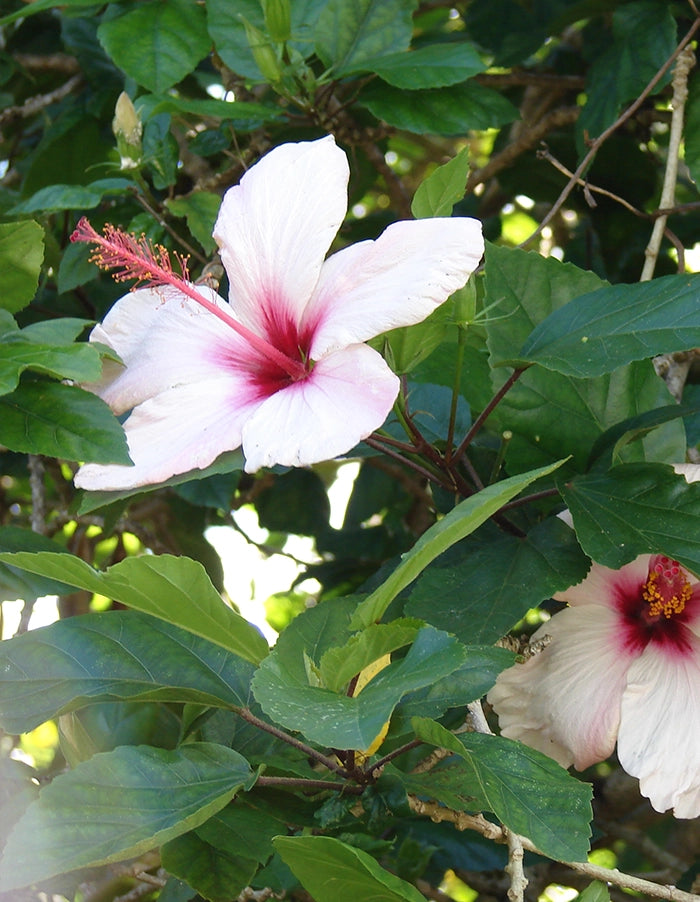 Hibiscus rosa-sinensis 'Apple Blossom' - 70 litre